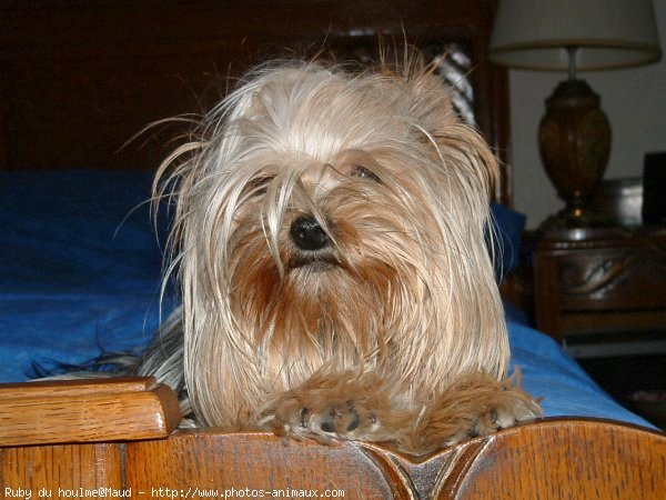 Photo de Yorkshire terrier