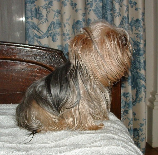 Photo de Yorkshire terrier