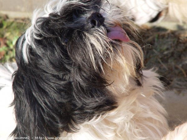 Photo de Shih tzu