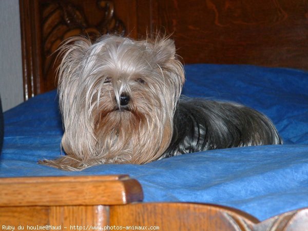 Photo de Yorkshire terrier