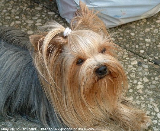 Photo de Yorkshire terrier