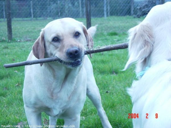 Photo de Labrador retriever