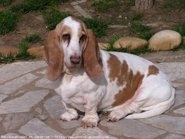 Photo de Basset hound