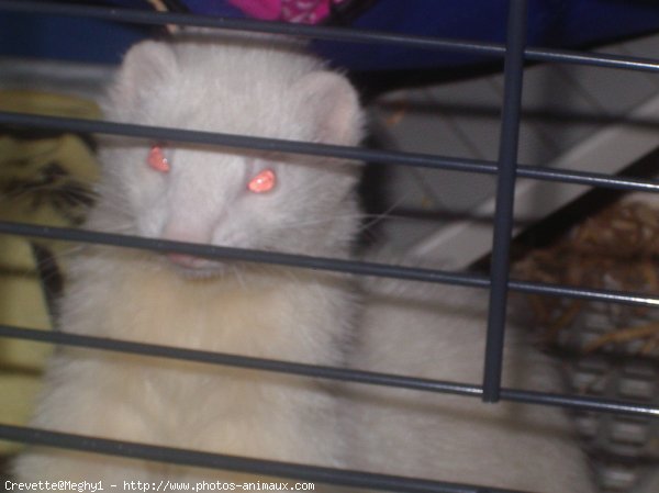 Photo de Furet