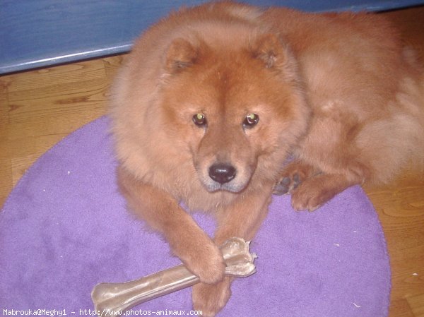 Photo de Chow chow