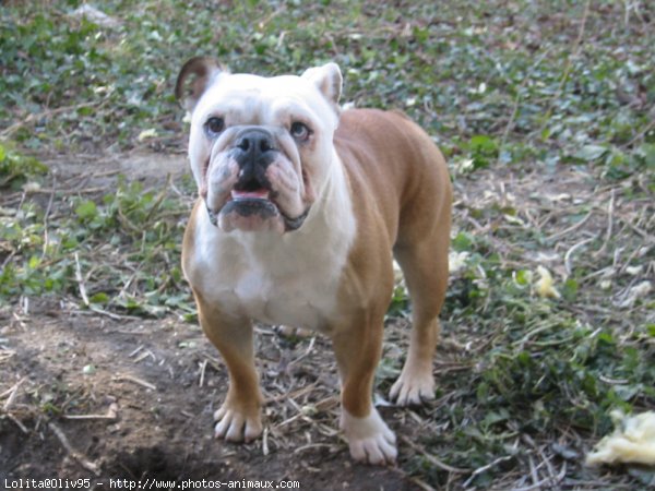 Photo de Bulldog