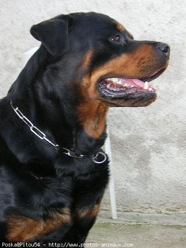 Photo de Rottweiler