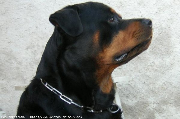 Photo de Rottweiler