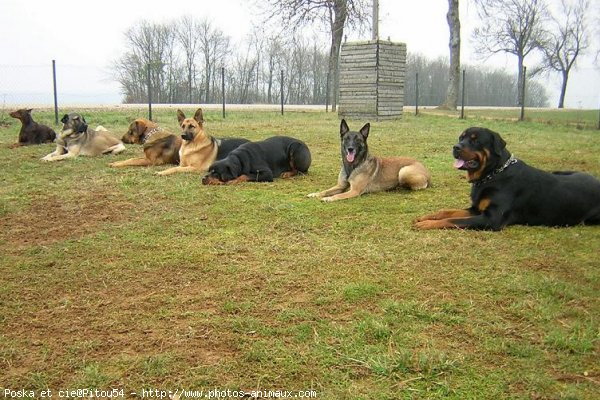 Photo de Races diffrentes