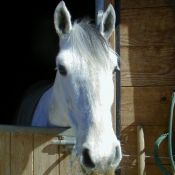 Photo de Poney franais de selle