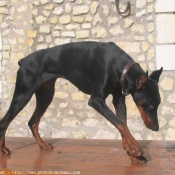 Photo de Dobermann