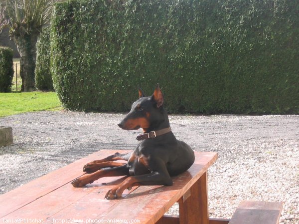 Photo de Dobermann