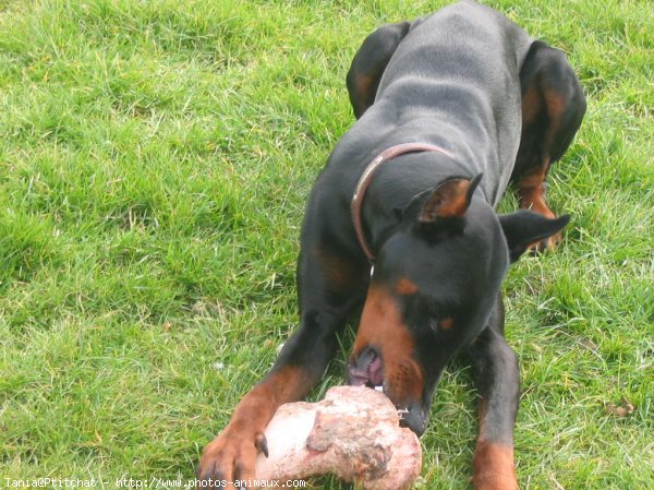 Photo de Dobermann