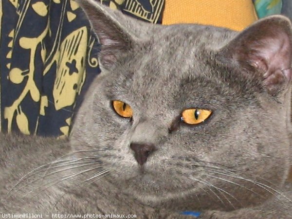 Photo de Chartreux