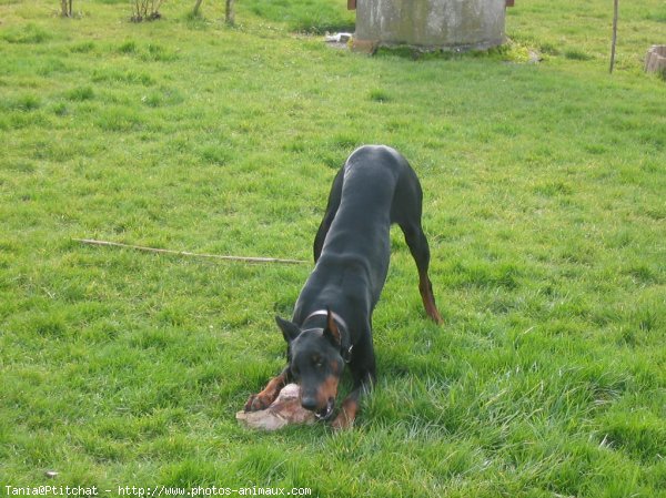 Photo de Dobermann