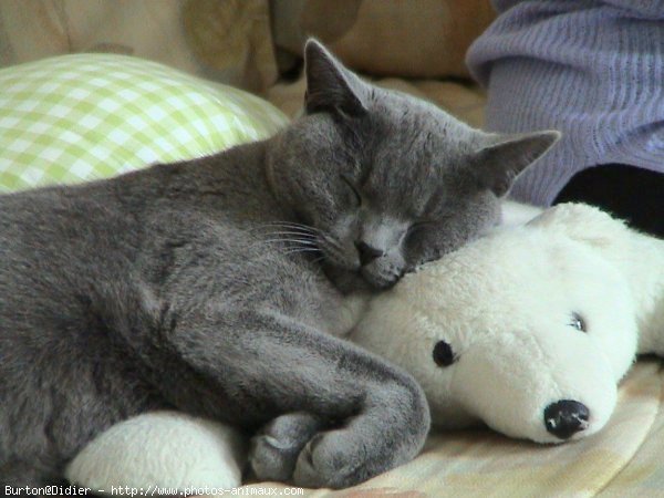 Photo de Chartreux