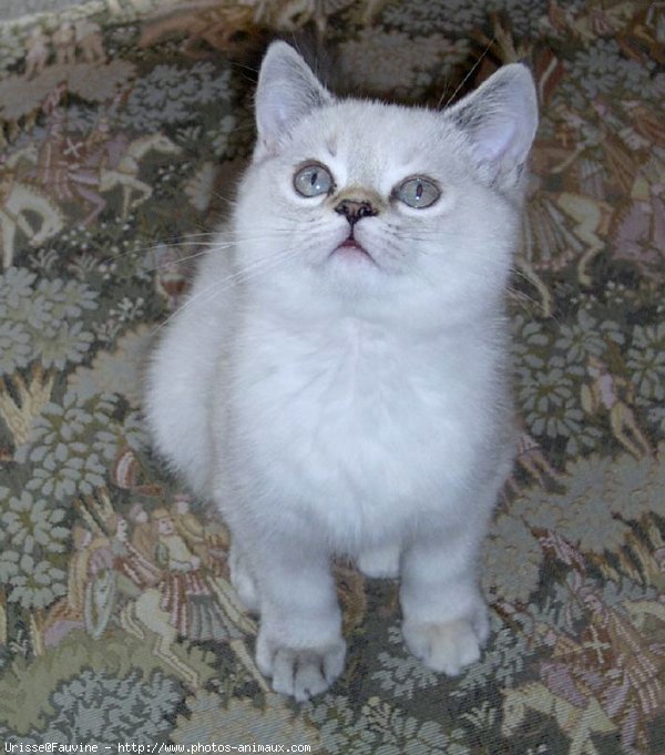 Photo de British shorthair