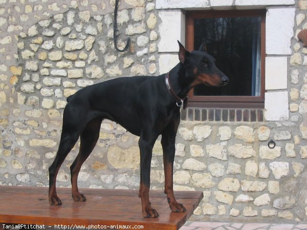 Photo de Dobermann