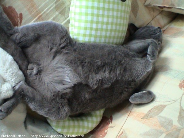 Photo de Chartreux