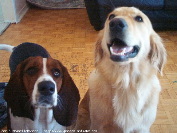 Photo de Races diffrentes