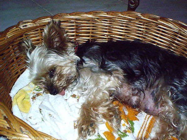 Photo de Yorkshire terrier