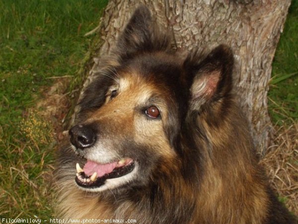 Photo de Berger belge malinois