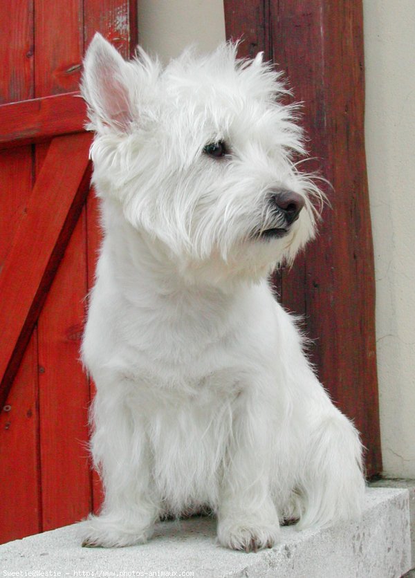 Photo de West highland white terrier