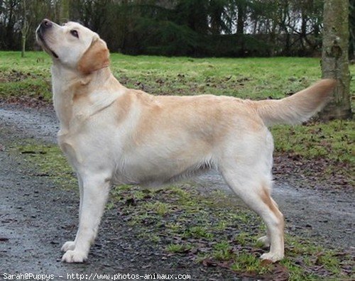 Photo de Labrador retriever