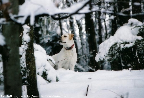 Photo de Labrador retriever