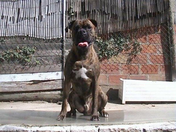 Photo de Boxer