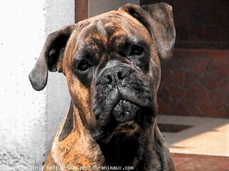 Photo de Boxer