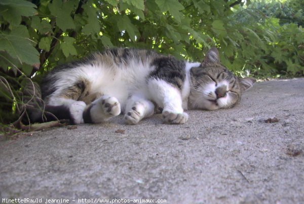 Photo de Chat domestique