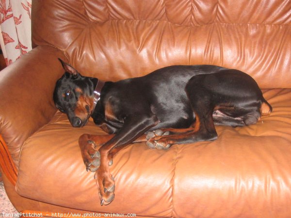 Photo de Dobermann