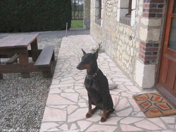 Photo de Dobermann