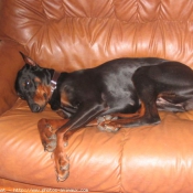 Photo de Dobermann