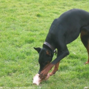 Photo de Dobermann