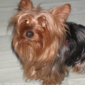 Photo de Yorkshire terrier