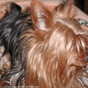 Photo de Yorkshire terrier