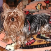 Photo de Yorkshire terrier