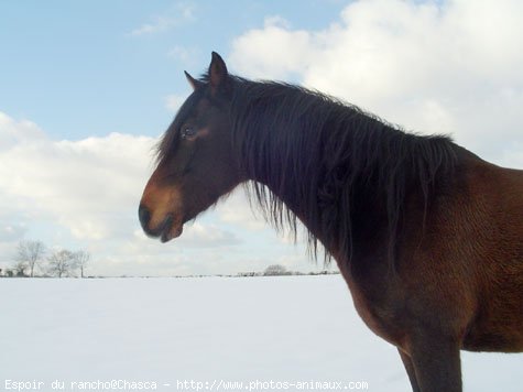 Photo de Poney franais de selle