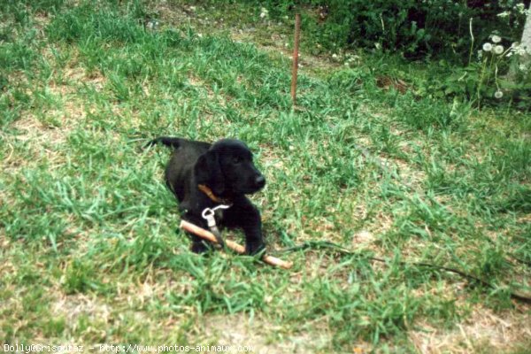 Photo de Labrador retriever