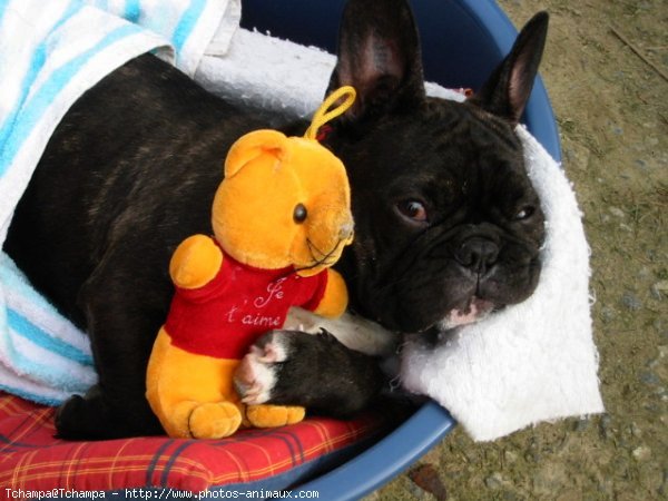 Photo de Bouledogue franais