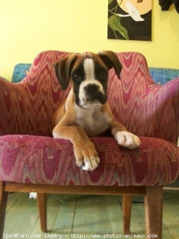 Photo de Boxer