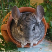 Photo de Chinchilla