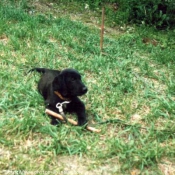 Photo de Labrador retriever