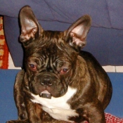 Photo de Bouledogue franais