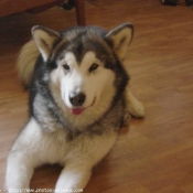 Photo de Malamute de l'alaska