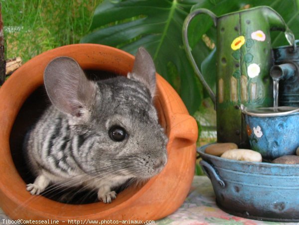 Photo de Chinchilla