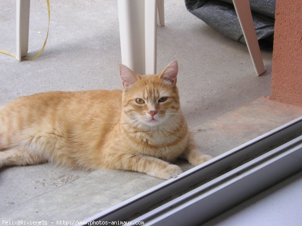 Photo de Chat domestique