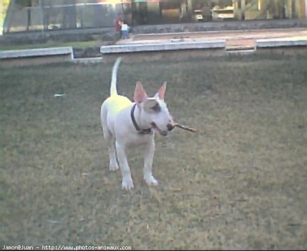 Photo de Bull terrier miniature